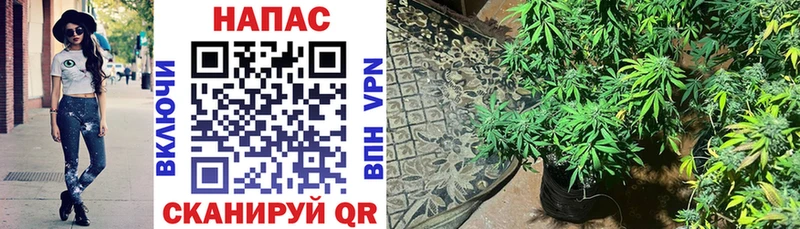Шишки марихуана ГИДРОПОН  Купить где  Уссурийск 
